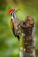 Datel zlatohrbety - Dinopium javanense - Common Flameback o1231